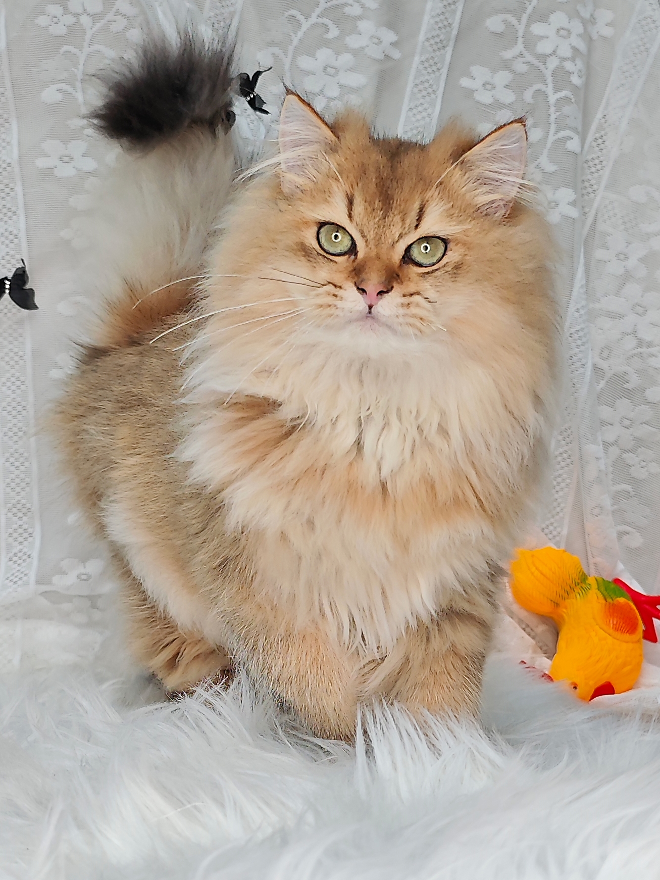 超级毛量王！成都长毛金弟弟